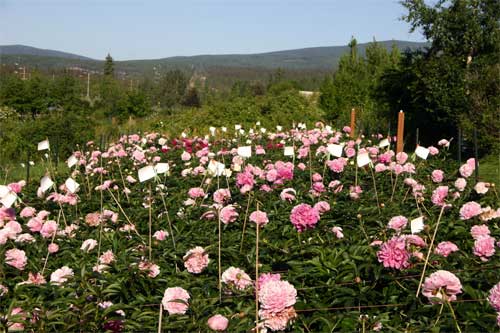 jpg Peony test plots around Alaska reveal the variety of colors and styles of peonies, as well as scientific data about growth and production.