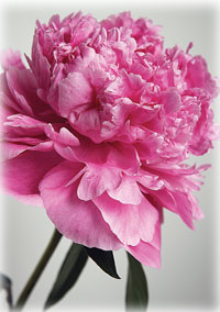 Alaska’s peonies are the state’s new cash crop