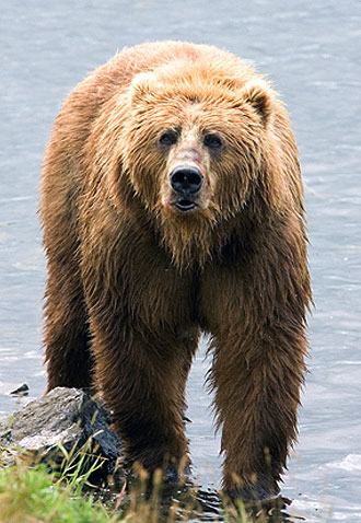 jpg DNA Study Clarifies How Polar Bears & Brown Bears Are Related