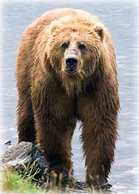 DNA Study Clarifies How Polar Bears & Brown Bears Are Related