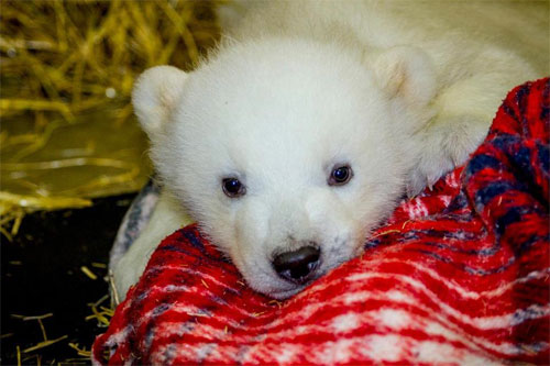 jpg Orphaned Polar Bear Cub Delivered to The Alaska Zoo