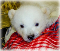 Orphaned Polar Bear Cub Delivered to The Alaska Zoo