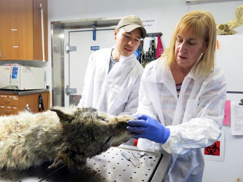 jpg Mystery of South Fork wolf's death solved