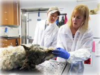 Mystery of South Fork wolf's death solved