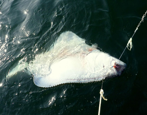 jpg NOAA Announces 2014 Charter & Commercial Halibut Management Measures