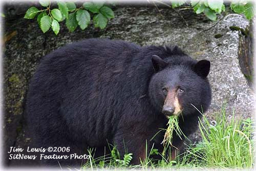 jpg Bear species' genetic relationships determined 