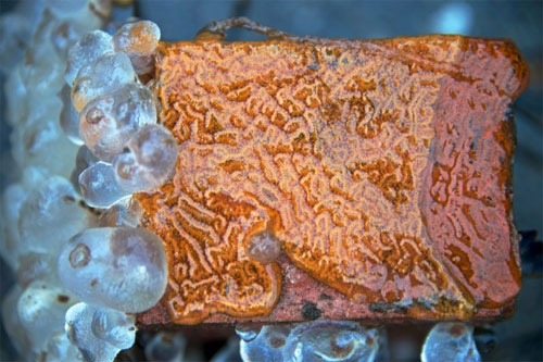 jpg A native tunicate, the clear sea grape Corella, and an introduced Botrylloides tunicate growing side by side on a brick in Ketchikan Harbor. 