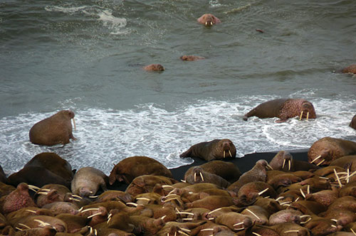 jpg Alaskans Team Up to Prevent Walrus Stampedes