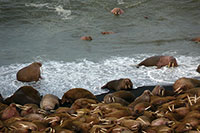 Alaskans Team Up to Prevent Walrus Stampedes 