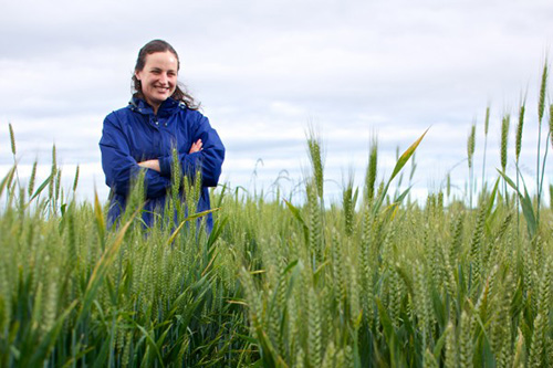 jpg Researcher seeks better wheat for Alaska farms 