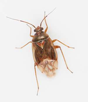 jpg Documenting Alaska’s insects and spiders 