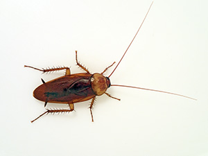 jpg American cockroach 