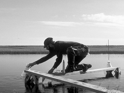 jpg Ponds are disappearing in the Arctic