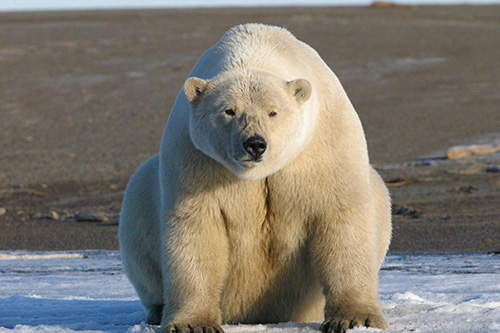 jpg First global review on the status, future of Arctic marine mammals
