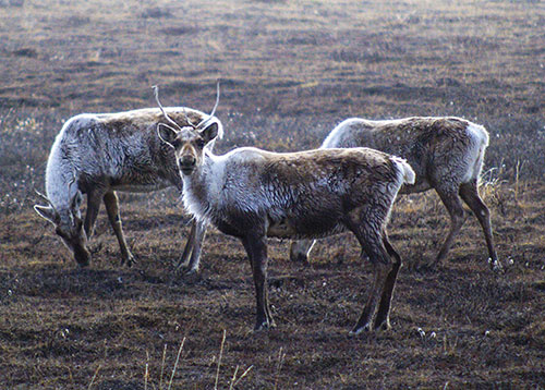 jpg Harvest Restrictions on Northern Alaska Caribou Herds for First Time in Decades
