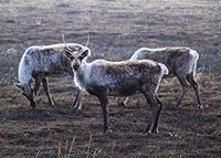 Harvest Restrictions on Northern Alaska Caribou Herds for First Time in Decades 