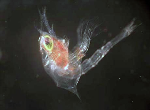 jpg Blue king crab larva right after hatching. 