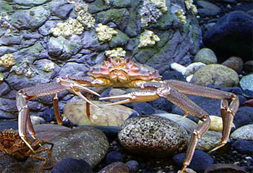 jpg New Studies Raise Questions About Crabs Adaptability 