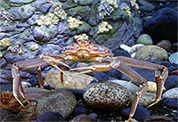 New Studies Raise Questions About Crabs Adaptability