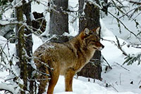 Coyotes are everywhere, even in Alaska