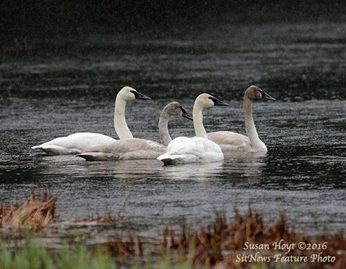 Front Page Feature Photo By SUSAN HOYT