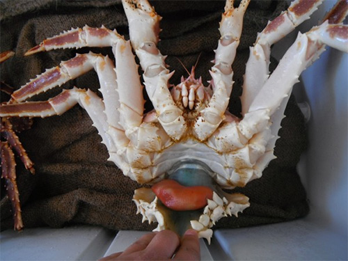 jpg Zombie-generating crab parasites pose intriguing mysteries