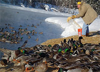 Far-north mallards thrive on the edge