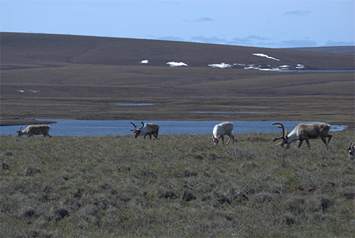 jpg Caribou Appear to Keep up with Warming Arctic 