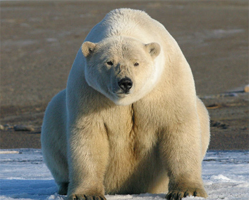 jpg How to conserve polar bears under climate change and maintain subsistence harvest 