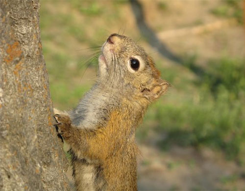 jpg Squirrels somehow predict seed bonanza