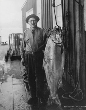 jpg A historically large Chinook salmon from the Columbia River. This photo was taken in 1925 in Astoria, Oregon.