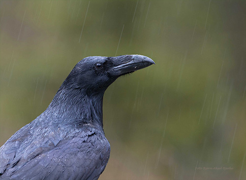 jpg A raven in the rain.