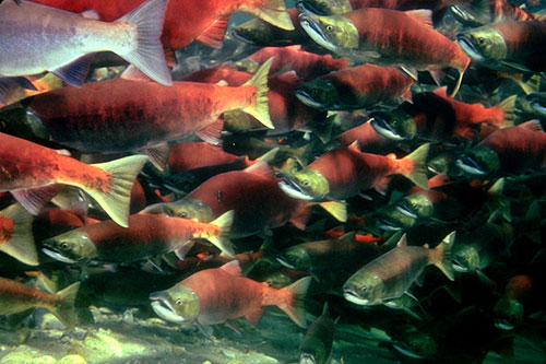 jpg Volcanoes and Eelgrass Transform Salmon Habitat 