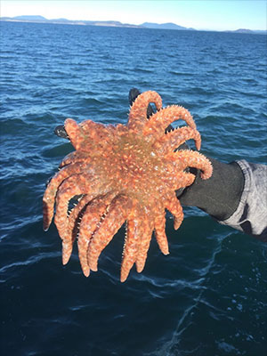 jpg Scientists unravel complex factors of sea star wasting disease 