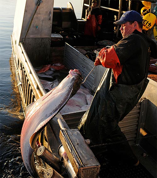 jpg Alaska halibut fishermen gear up for March 24 season opener