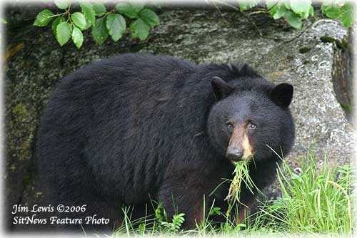 jpg Great scat! Bears - not birds - are the chief seed dispersers in Alaska 