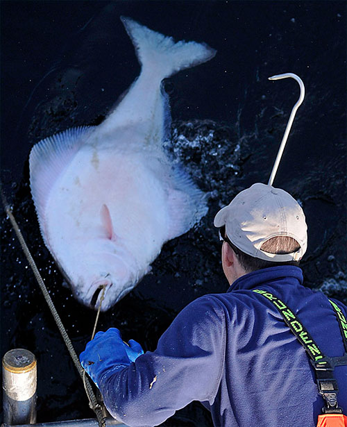 jpg Pacific Halibut season Opens in Alaska