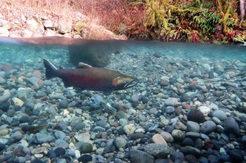 Melting glaciers will have mixed effects on Pacific salmon 