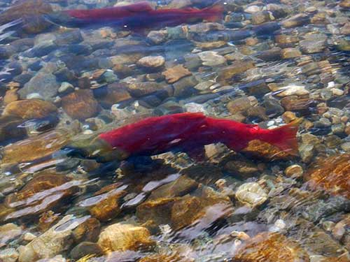 jpg Salmon provide nutrients to Alaskan streambanks