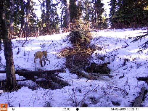 jpg A male red fox returns to a den with a snowshoe hare in spring 2019.