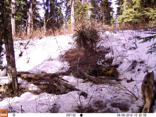 jpg A lynx walks by the fox den in spring 2019.