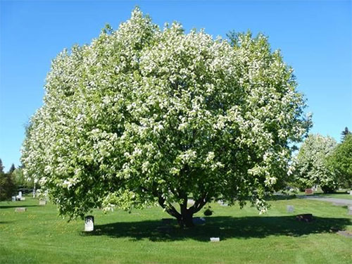 jpg Grants available to help choke off chokecherry trees in Alaska 