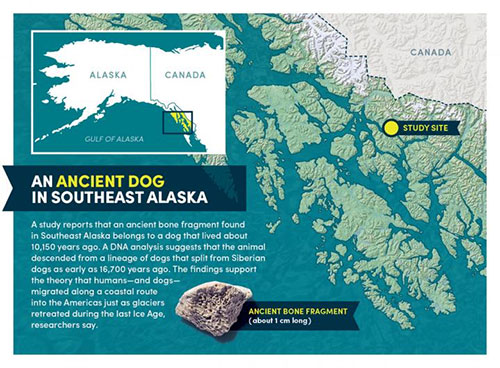 How did dogs get to the Americas? An ancient bone fragment found in Southeast Alaska holds clues 