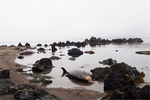 What Caused the Largest Known Mass Stranding of Stejneger’s Beaked Whales?