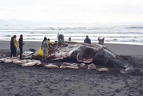 jpg Volunteers perform necropsy on humpback whale near Sitka, Alaska.