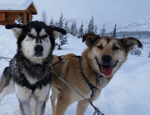 Secrets of the Alaska sled dog