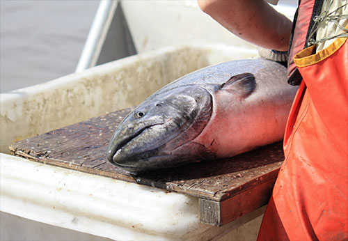 jpg A Chinook (king) salmon is measured at a test fishery on the Yukon River.
Photo by Kousei Martin Perales 