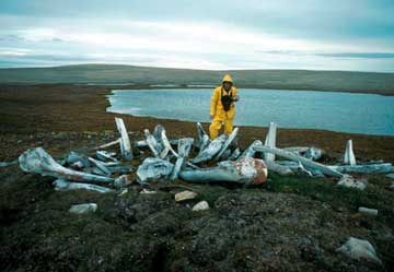 Photo Whale Bone Dwelling by J.M. Savelle