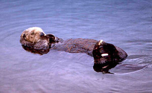 jpg Sea otter...