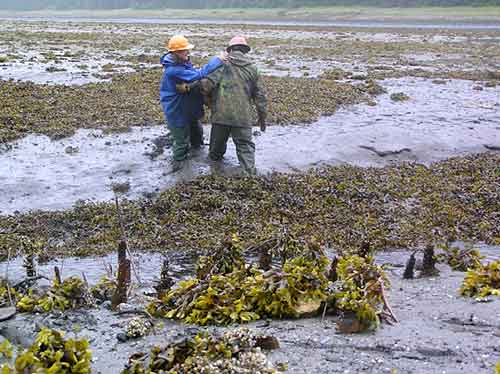 jpg ancient fish trap...